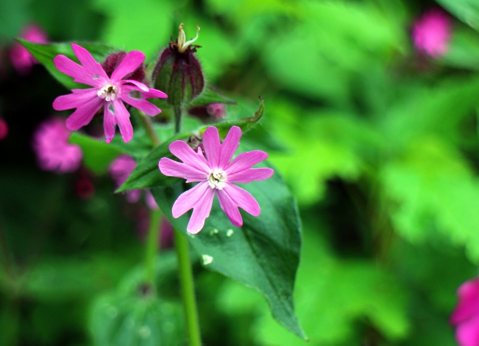 Naturaleza florecer planta flor