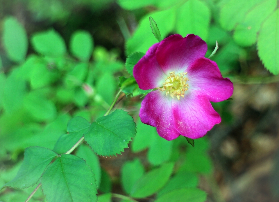 Nature blossom plant leaf