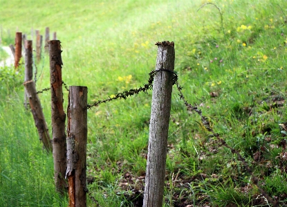 Tree forest grass branch Photo