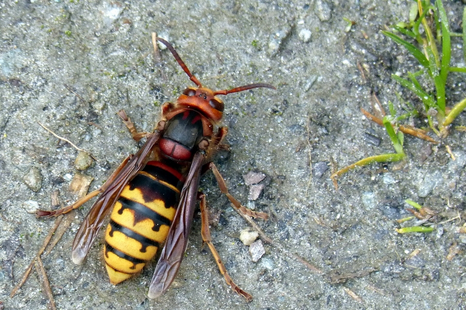 Insect fauna invertebrate hornet