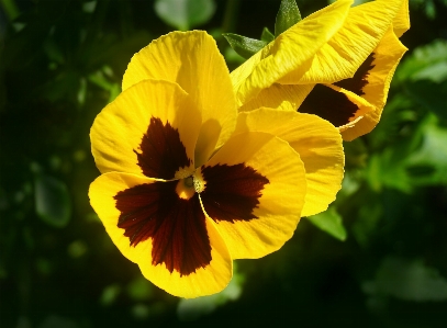 Foto Natura fiore pianta luce del sole