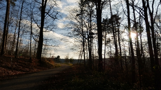 風景 木 自然 森 写真