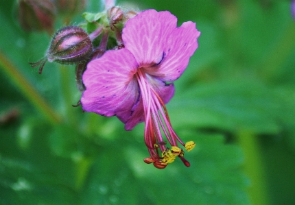 自然 花 植物 葉 写真