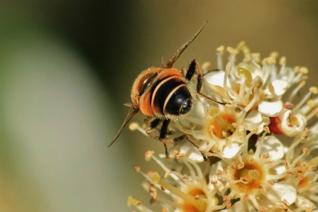 Nature blossom plant photography Photo