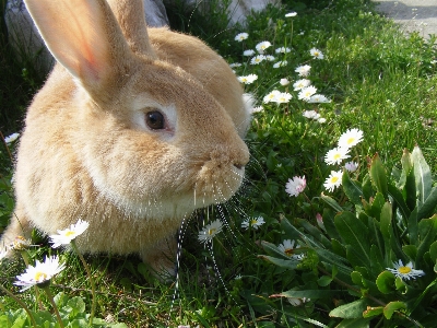 Grass flower mammal fauna Photo