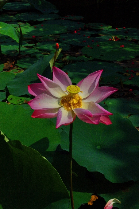 風景 花 植物 葉