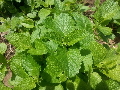 Foto Planta flor ambiente follaje