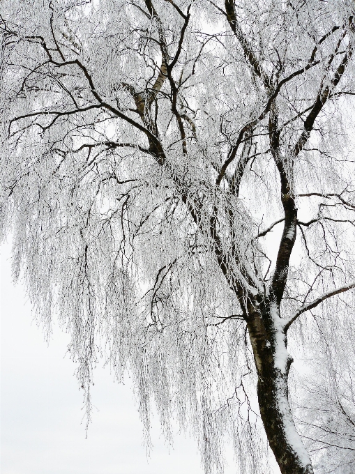 树 自然 分支 雪