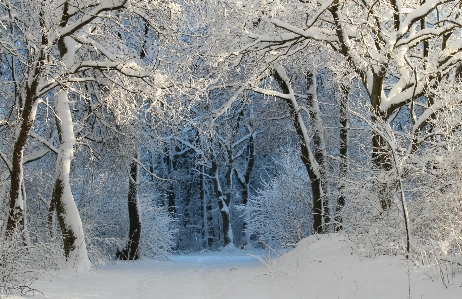 Tree nature forest branch Photo