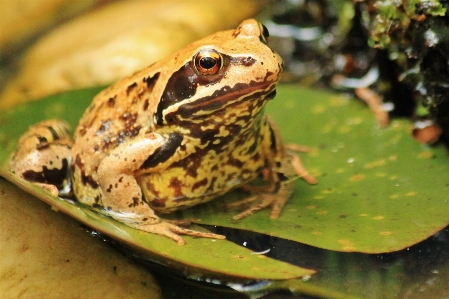 Water nature animal pond Photo