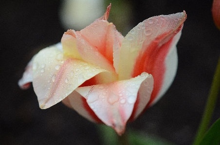 Nature blossom plant white Photo