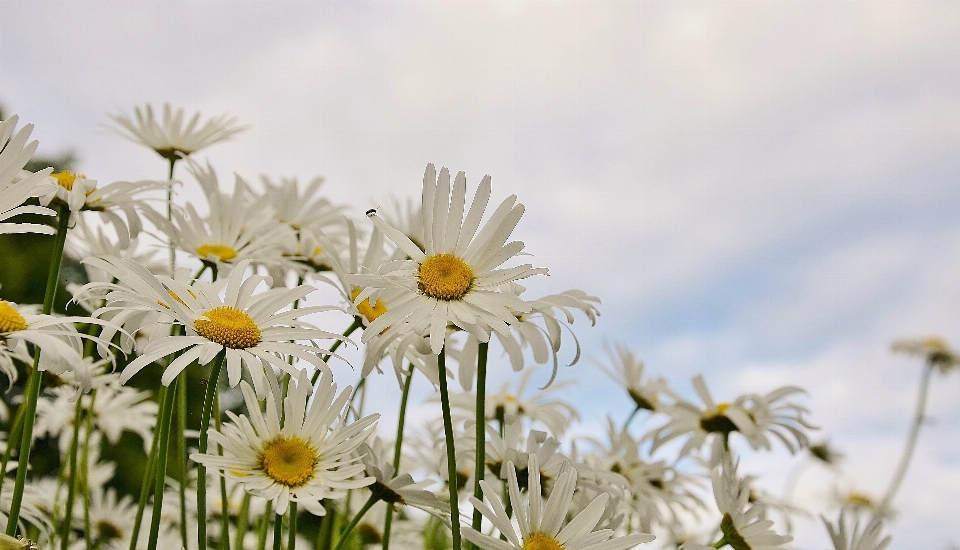 Natur gras blüte anlage