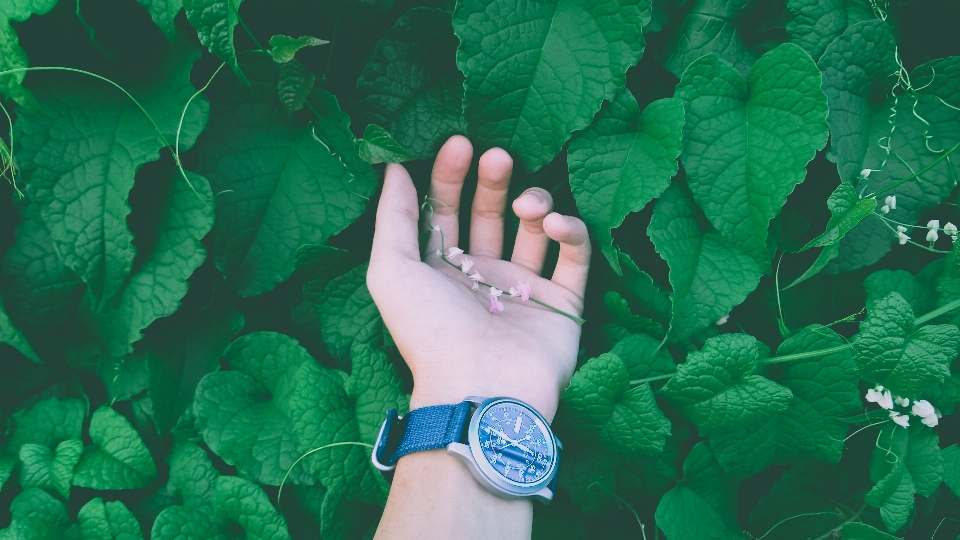 Montre main lumière croissance