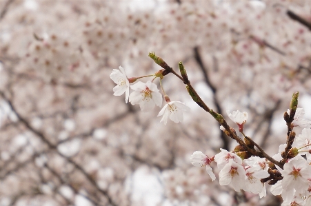 Branch blossom plant wood Photo