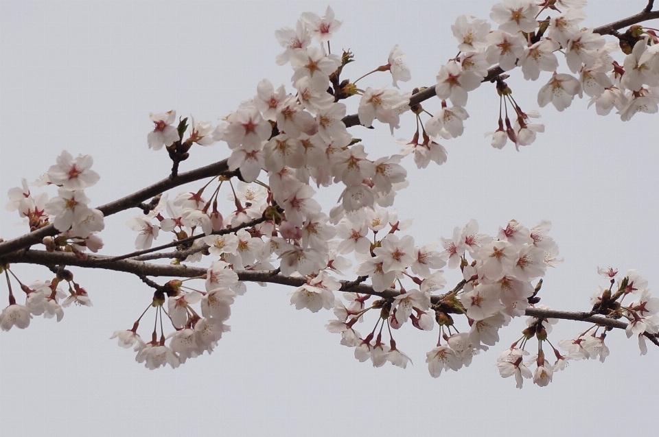 ブランチ 花 植物 木