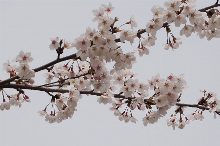 Branch blossom plant wood Photo