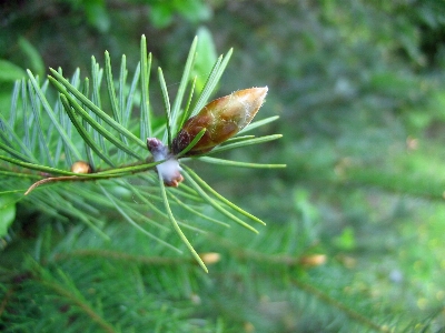 Tree nature grass branch Photo