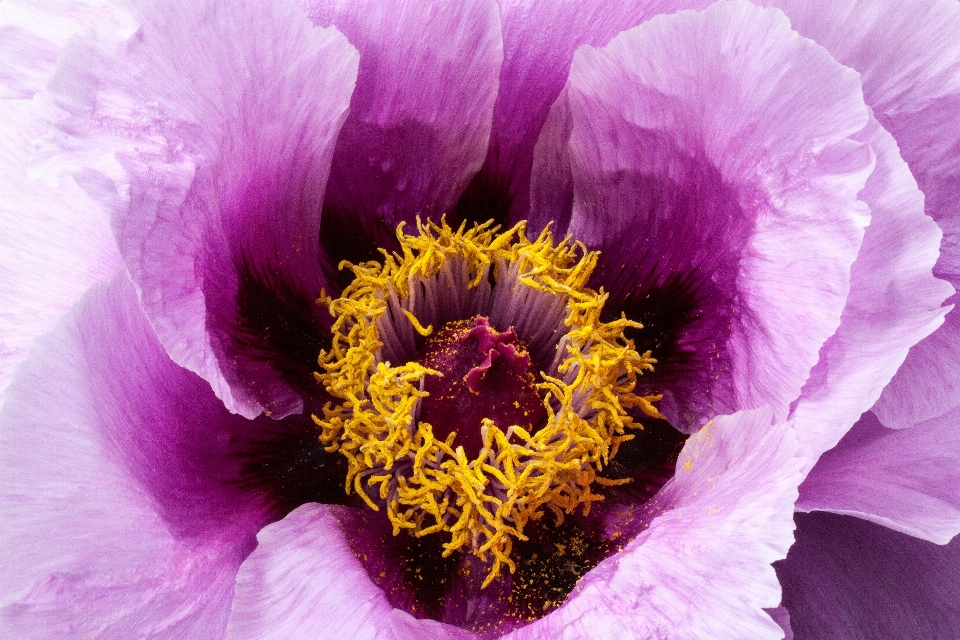 Nature blossom plant flower