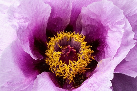 自然 花 植物 紫 写真