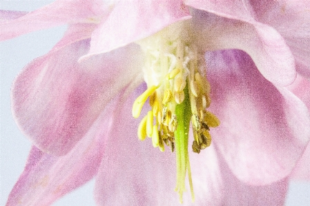 Photo Fleurir usine fleur pétale