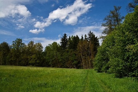 Landscape tree nature forest Photo