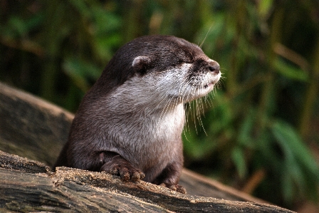 Photo Nature région sauvage
 animal mignon