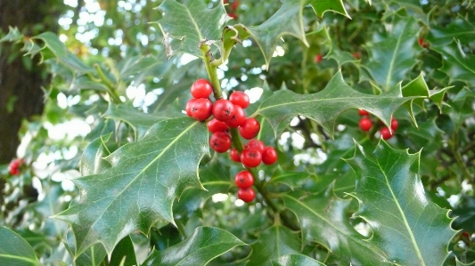 Tree branch plant fruit Photo