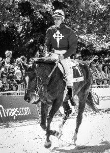 Foto En blanco y negro
 ciudad caballo marrón