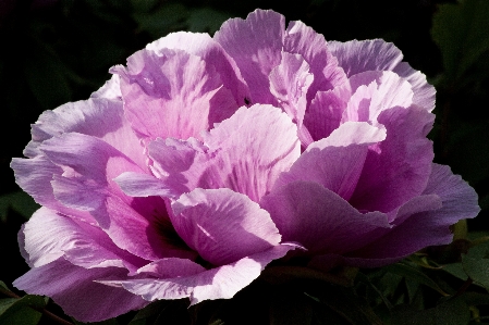 Nature blossom plant flower Photo