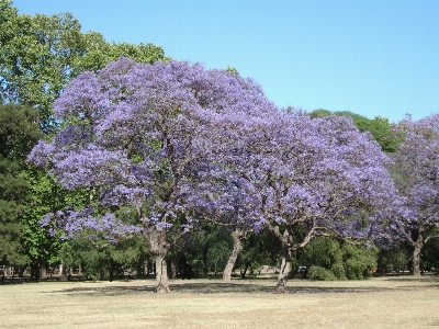 Landscape tree nature blossom Photo