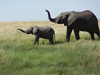 Grass adventure wildlife herd Photo