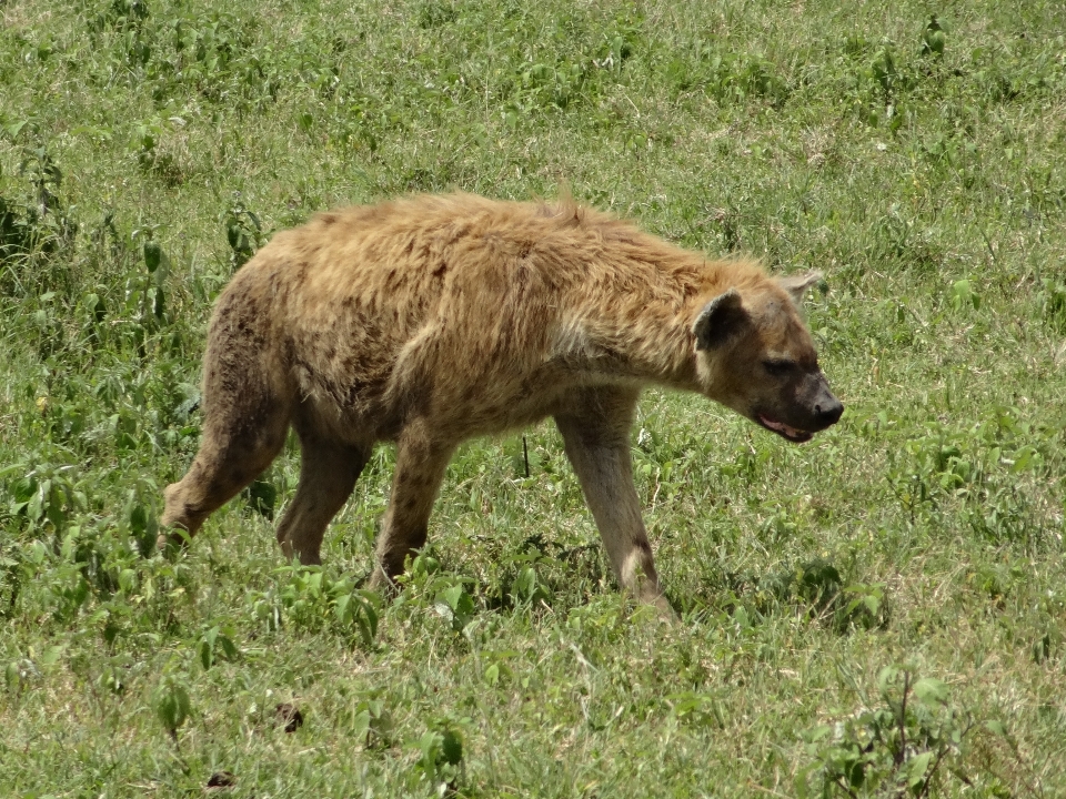 Animais selvagens mamífero fauna urso marrom
