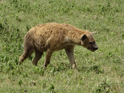 Wildlife mammal fauna brown bear Photo