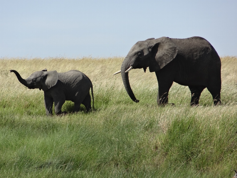 Adventure animal wildlife herd