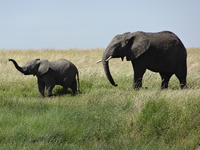 Adventure animal wildlife herd Photo