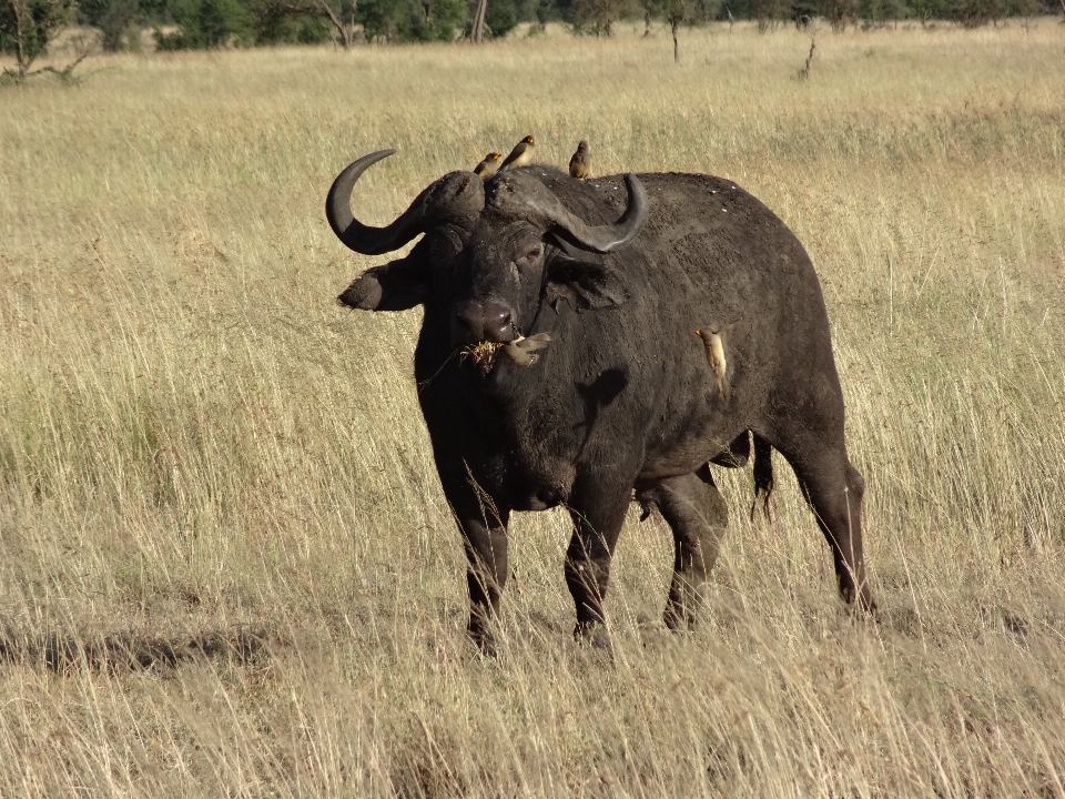 Pradera
 aventura fauna silvestre bocina