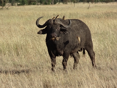 Prairie adventure wildlife horn Photo