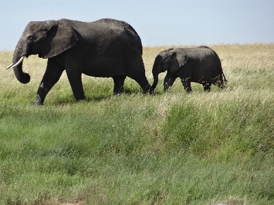 Grass prairie adventure wildlife Photo