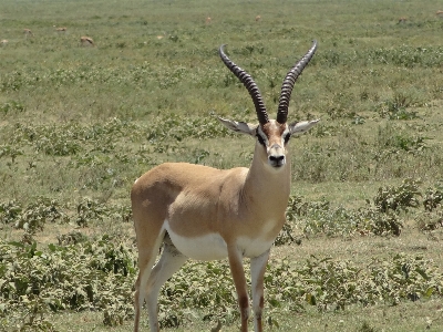 Prairie wildlife horn mammal Photo