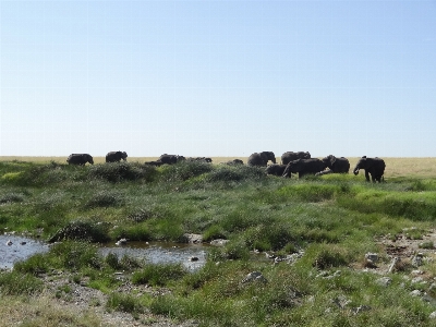 Landscape field meadow prairie Photo