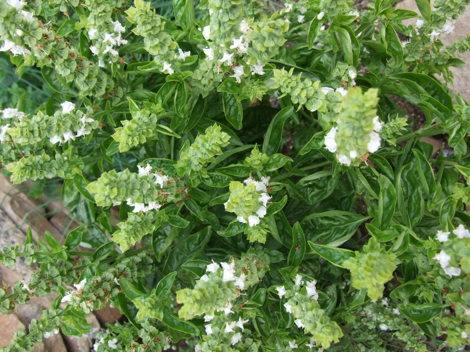 Pianta fiore erba produrre