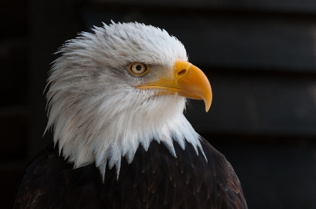 Bird wing wildlife portrait Photo