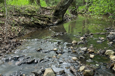 Tree water nature forest Photo