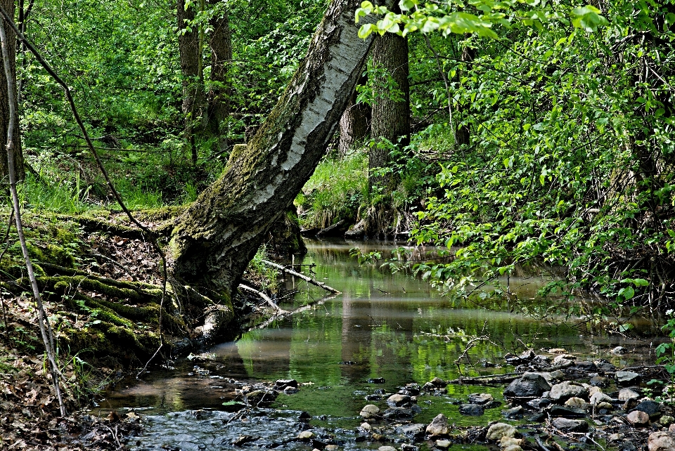 Baum wasser natur wald