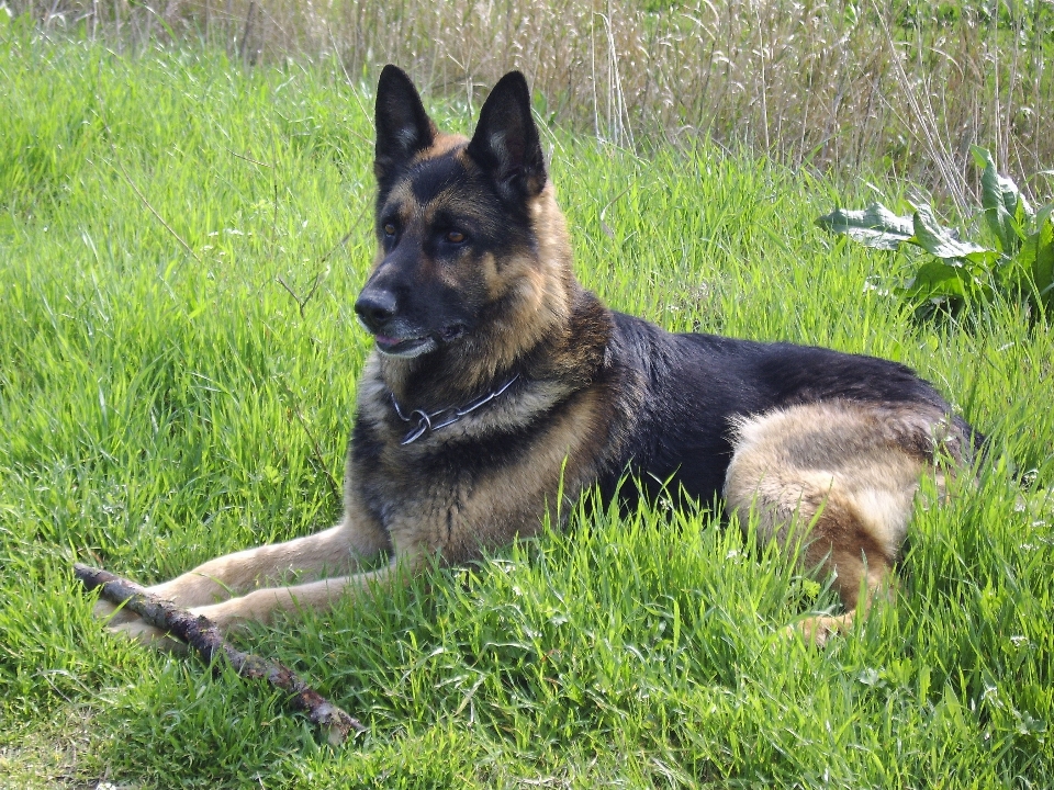 Grass dog mammal german shepherd