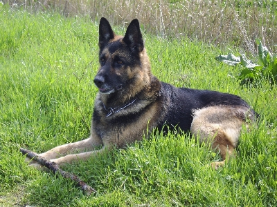 Gras hund säugetier deutscher schäferhund
 Foto