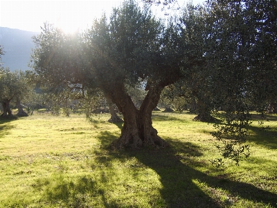 Tree grass plant sun Photo