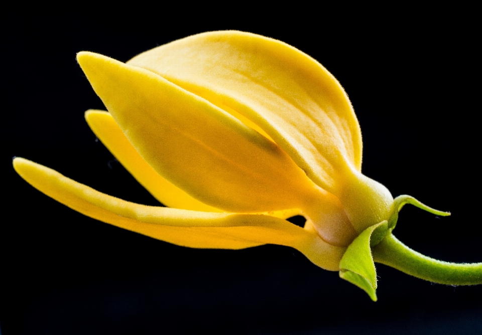 Blossom plant fruit leaf