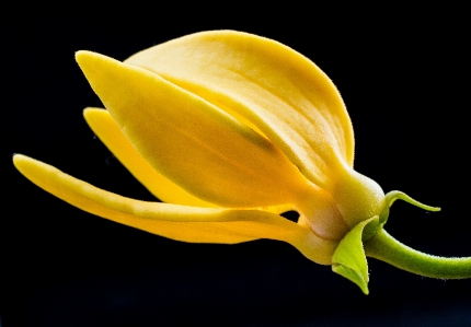 Blossom plant fruit leaf Photo