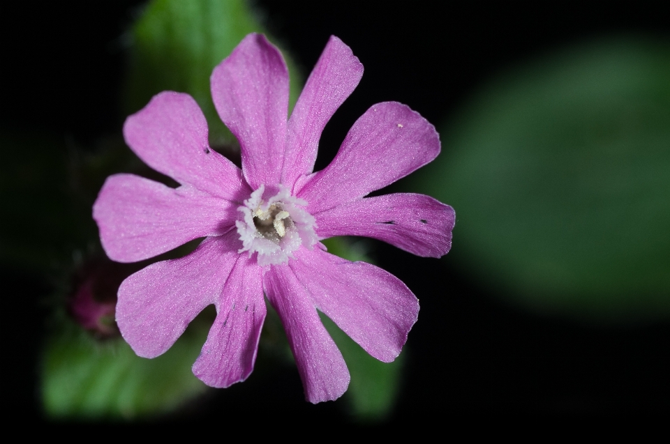 Natureza floresta florescer plantar